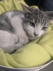 Shelter Stray Male Cat last seen SOUTH CHESTER BAKERSFIELD, 201 S Mt Vernon Ave, Bakersfield, CA 93307, USA