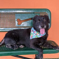 Shelter Stray Female Dog last seen Near BLOCK NW 22 AVE, 3599 NW 79th Ave, Doral, FL 33122, USA