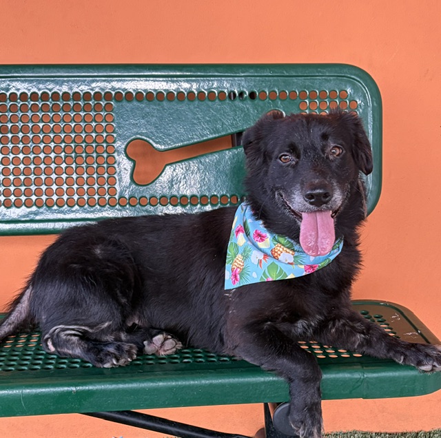 Shelter Stray Female Dog last seen Near BLOCK NW 22 AVE, 3599 NW 79th Ave, Doral, FL 33122, USA