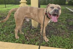Shelter Stray Male Dog last seen Near BLOCK NW 55 AV, LAUDERHILL FL 33313, 2400 SW 42nd St, Fort Lauderdale, FL 33312, USA