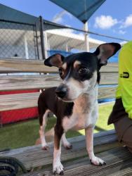 Shelter Stray Female Dog last seen Near BLOCK NW FLAGLER TER, 3599 NW 79th Ave, Doral, FL 33122, USA