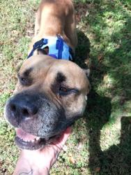 Shelter Stray Female Dog last seen Near BLOCK SW 186 AV, SW RANCHES FL 33332, 2400 SW 42nd St, Fort Lauderdale, FL 33312, USA