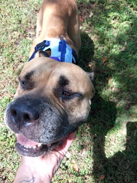 Shelter Stray Female Dog last seen Near BLOCK SW 186 AV, SW RANCHES FL 33332, 2400 SW 42nd St, Fort Lauderdale, FL 33312, USA