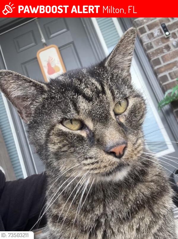 Lost Male Cat last seen Magnolia Glen, Pine Blossom, Milton, FL 32570
