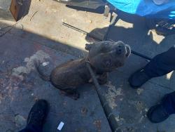 Shelter Stray Male Dog last seen Near BLOCK NW 29 TER, FORT LAUDERDALE FL 33311, 2400 SW 42nd St, Fort Lauderdale, FL 33312, USA