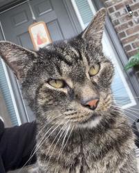 Lost Male Cat last seen Magnolia Glen, Pine Blossom, Milton, FL 32570