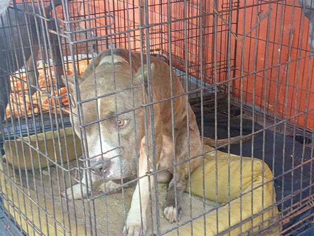 Shelter Stray Male Dog last seen Near BLOCK NW 29 TER, FORT LAUDERDALE FL 33311, 2400 SW 42nd St, Fort Lauderdale, FL 33312, USA