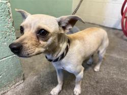 Shelter Stray Female Dog last seen Q ST & 26TH ST, 2127 Front St, Sacramento, CA 95818, USA