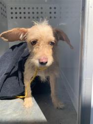 Shelter Stray Female Dog last seen 14TH ST & POWER INN RD, 2127 Front St, Sacramento, CA 95818, USA
