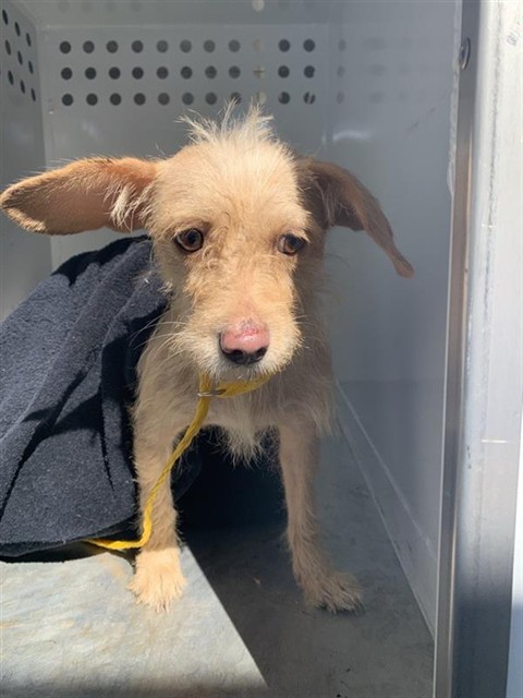 Shelter Stray Female Dog last seen 14TH ST & POWER INN RD, 2127 Front St, Sacramento, CA 95818, USA