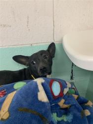 Shelter Stray Female Dog last seen 14TH ST & POWER INN RD, 2127 Front St, Sacramento, CA 95818, USA