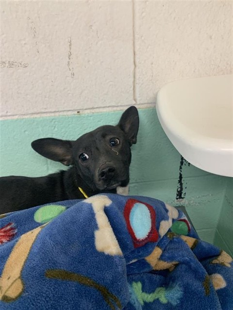 Shelter Stray Female Dog last seen 14TH ST & POWER INN RD, 2127 Front St, Sacramento, CA 95818, USA