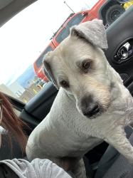 Reunited Female Dog last seen Southern Highlands Pkwy & Somerset Hills Drive, Enterprise, NV 89141
