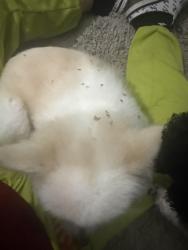 Reunited Male Dog last seen Lindsey lane and Stoney creek, Middle Paxton Township, PA 17018