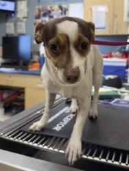 Shelter Stray Female Dog last seen MADISON ST \ LINCOLN, RIVERSIDE, CA, 6851 Van Buren Boulevard, Jurupa Valley, CA 92509, USA