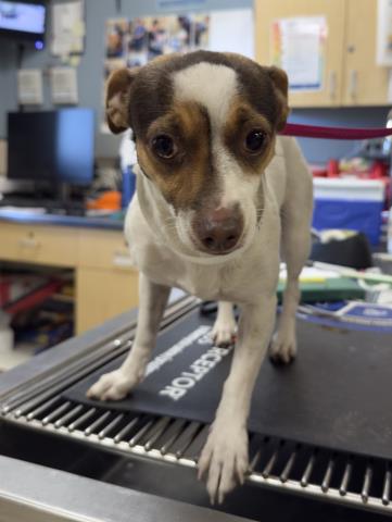 Shelter Stray Female Dog last seen MADISON ST \ LINCOLN, RIVERSIDE, CA, 6851 Van Buren Boulevard, Jurupa Valley, CA 92509, USA