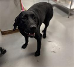 Shelter Stray Female Dog last seen W LATHAM AVE, HEMET, CA, 581 S Grand Ave, San Jacinto, CA 92582, USA