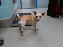 Shelter Stray Female Dog last seen UNSER/WESTERN TRAIL, 11800 Sunset Gardens Rd SW, Albuquerque, NM 87121, USA