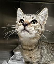 Shelter Stray Male Cat last seen Near BLOCK STRATUS ST, SAN JACINTO CA 92582, 581 S Grand Ave, San Jacinto, CA 92582, USA