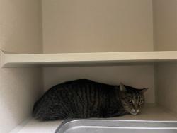 Shelter Stray Unknown Cat last seen Near BLOCK N BAHAMA ST, DENVER CO 80249, 1241 W Bayaud Ave, Denver, CO 80223, USA