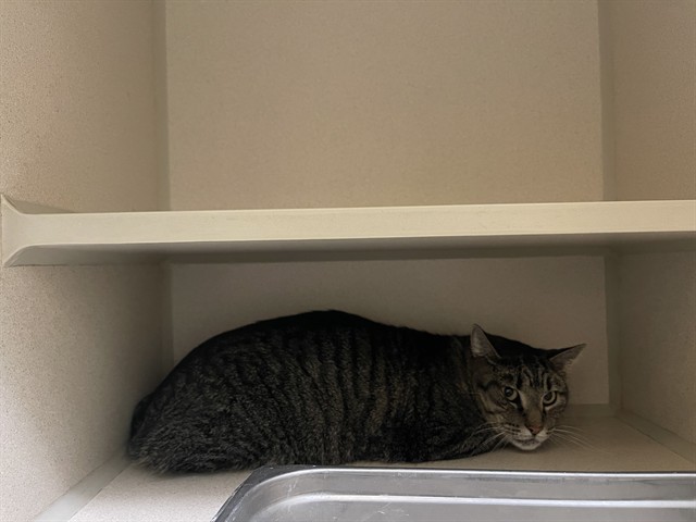 Shelter Stray Unknown Cat last seen Near BLOCK N BAHAMA ST, DENVER CO 80249, 1241 W Bayaud Ave, Denver, CO 80223, USA