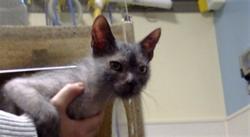 Shelter Stray Male Cat last seen Near BLOCK N STEELE ST, DENVER CO 80216, 1241 W Bayaud Ave, Denver, CO 80223, USA