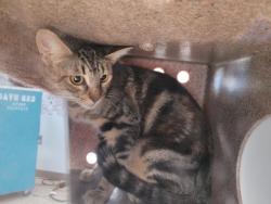Shelter Stray Female Cat last seen , 957 N Gaffey St, San Pedro, CA 90731, USA