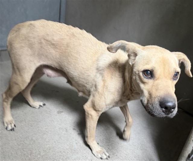 Shelter Stray Female Dog last seen BASELINE AND N MOUNTAIN VIEW, 333 Chandler Pl, San Bernardino, CA 92408, USA