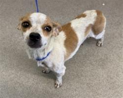 Shelter Stray Female Dog last seen BEL AIR SWAPMEET, 333 Chandler Pl, San Bernardino, CA 92408, USA