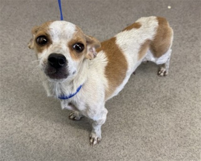 Shelter Stray Female Dog last seen BEL AIR SWAPMEET, 333 Chandler Pl, San Bernardino, CA 92408, USA