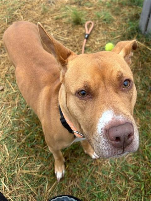 Shelter Stray Female Dog last seen Near BLOCK N 34TH ST, 3528 Newburg Rd, Louisville, KY 40218, USA