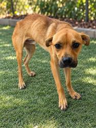 Shelter Stray Male Dog last seen EDEL STREET, 1601 Airport Rd, Shelby, NC 28150, USA