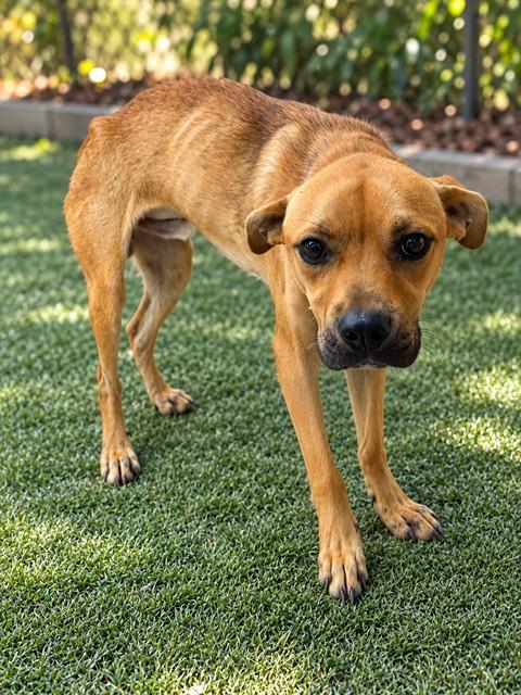 Shelter Stray Male Dog last seen EDEL STREET, 1601 Airport Rd, Shelby, NC 28150, USA