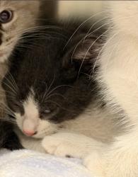 Shelter Stray Male Cat last seen SAND CANYON/ALTON PKWY, 6443 Oak Canyon, Irvine, CA 92618, USA