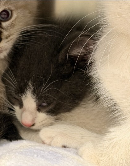 Shelter Stray Male Cat last seen SAND CANYON/ALTON PKWY, 6443 Oak Canyon, Irvine, CA 92618, USA