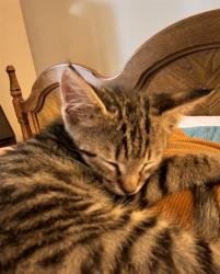 Shelter Stray Male Cat last seen CHARLOTTE, 8315 Byrum Dr, Charlotte, NC 28217, USA