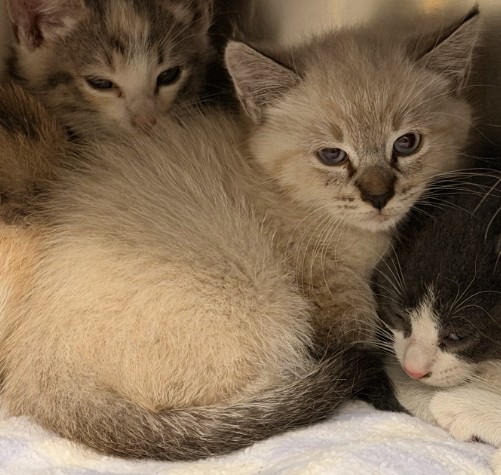 Shelter Stray Male Cat last seen SAND CANYON/ALTON PKWY, 6443 Oak Canyon, Irvine, CA 92618, USA