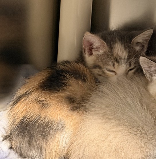 Shelter Stray Female Cat last seen SAND CANYON/ALTON PKWY, 6443 Oak Canyon, Irvine, CA 92618, USA