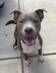 Shelter Stray Male Dog last seen CHARLOTTE, 8315 Byrum Dr, Charlotte, NC 28217, USA