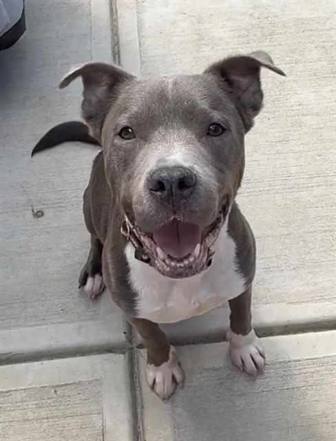 Shelter Stray Male Dog last seen CHARLOTTE, 8315 Byrum Dr, Charlotte, NC 28217, USA