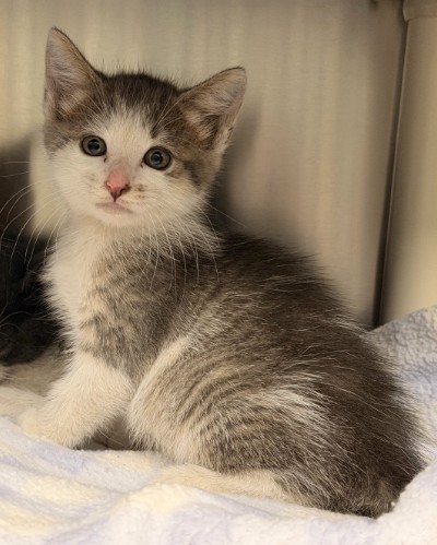 Shelter Stray Male Cat last seen SAND CANYON/ALTON PKWY, 6443 Oak Canyon, Irvine, CA 92618, USA