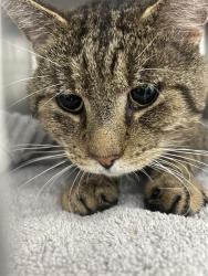 Shelter Stray Male Cat last seen MINT HILL, 8315 Byrum Dr, Charlotte, NC 28217, USA