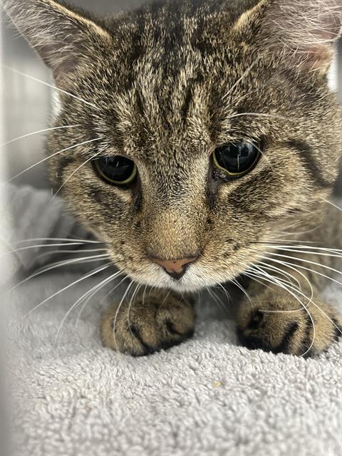 Shelter Stray Male Cat last seen MINT HILL, 8315 Byrum Dr, Charlotte, NC 28217, USA