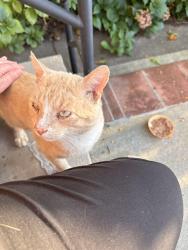 Found/Stray Male Cat last seen Near avenue and 155 avenue, Queens, NY 11414