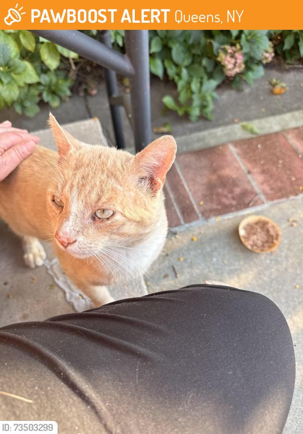 Found/Stray Male Cat last seen Near avenue and 155 avenue, Queens, NY 11414