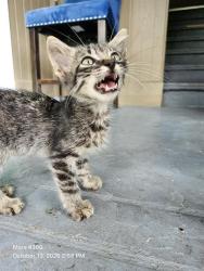 Shelter Stray Unknown Cat last seen Near BLOCK E COMMERCE ST, 4710 TX-151, San Antonio, TX 78227, USA