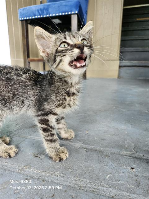 Shelter Stray Unknown Cat last seen Near BLOCK E COMMERCE ST, 4710 TX-151, San Antonio, TX 78227, USA