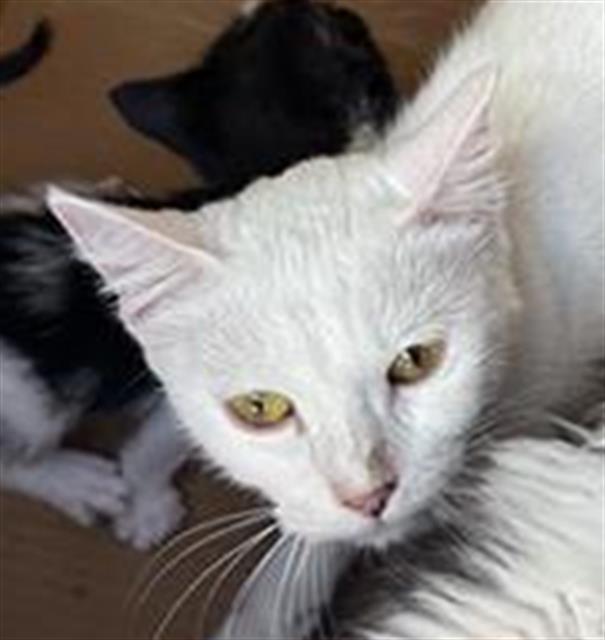 Shelter Stray Female Cat last seen S ZARZAMORA AND 410, 4710 TX-151, San Antonio, TX 78227, USA