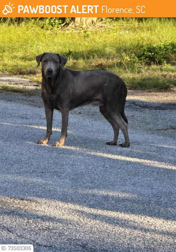 Found/Stray Female Dog last seen Chestnut St between Franklin & Winston, Florence, SC 29501