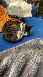 Reunited Male Cat last seen Brockill Crescent, Greater London, England SE4 2PT